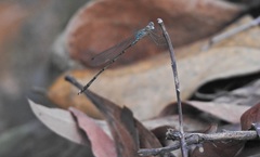 Indolestes tenuissimus