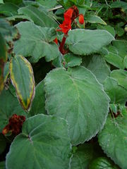 Smithiantha cinnabarina