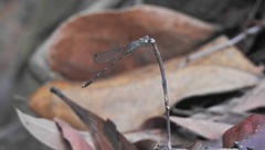 Indolestes tenuissimus