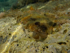 Microlipophrys canevae