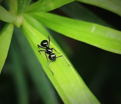 Polyrhachis lepida