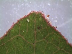 Coprosma colensoi