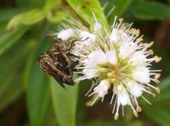 Orthoprosopa bilineata