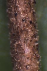 Coprosma colensoi
