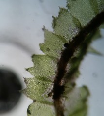 Lophocolea minor