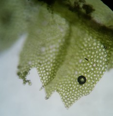 Lophocolea minor