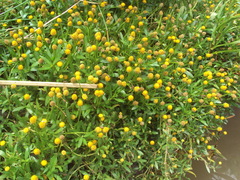 Acmella decumbens