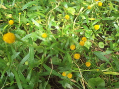 Acmella decumbens