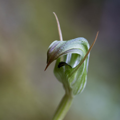 Pterostylis graminea