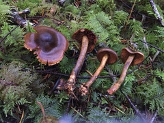 Cortinarius aurantiobasis