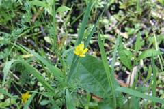 Ranunculus dichotomus