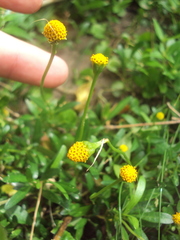 Acmella decumbens