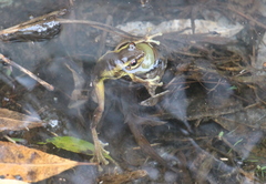 Litoria quiritatus