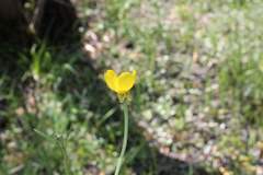 Ranunculus dichotomus