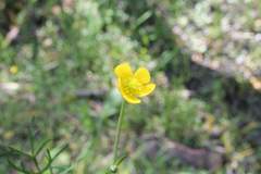 Ranunculus dichotomus