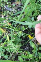 Ranunculus dichotomus