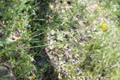 Ranunculus dichotomus