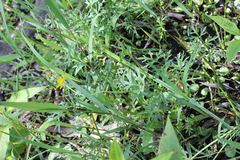 Ranunculus dichotomus