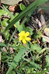 Ranunculus dichotomus