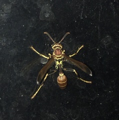 Mischocyttarus mexicanus