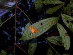 Xanthomelaena schematias