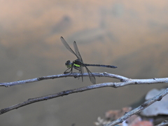 Agrionoptera longitudinalis biserialis