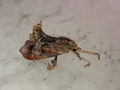 Sacada approximans