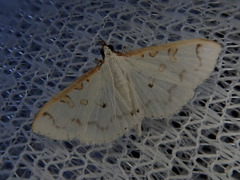 Palpita inusitata