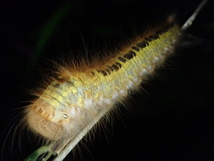 Euthrix albomaculata directa