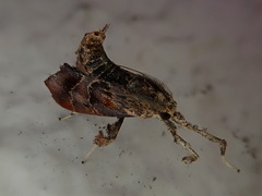 Sacada approximans