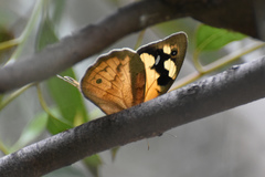 Heteronympha