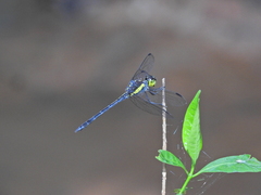 Agrionoptera longitudinalis biserialis