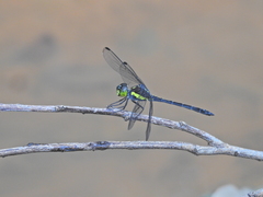 Agrionoptera longitudinalis biserialis