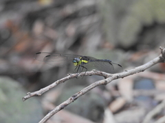 Agrionoptera longitudinalis biserialis