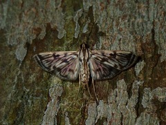 Rhimphalea