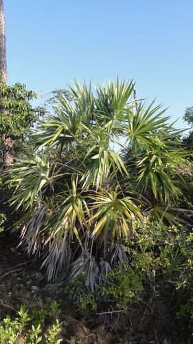Leucothrinax morrisii image
