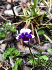 Viola eminens