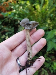 Helvella maculata