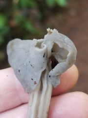 Helvella maculata