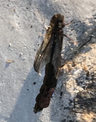 Atractocerus brasiliensis
