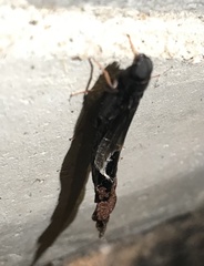 Atractocerus brasiliensis