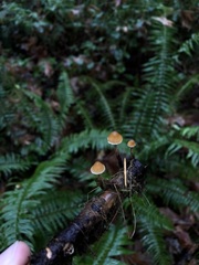 Galerina badipes