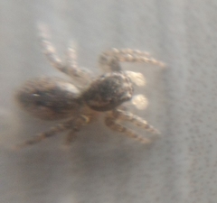 Mexigonus