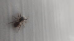 Mexigonus