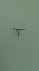 Stenoptilia