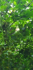 Passiflora pinnatistipula