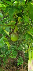 Passiflora pinnatistipula
