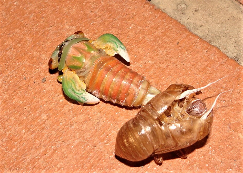 Clanger (Psaltoda claripennis) · iNaturalist