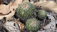 Echinofossulocactus lamellosus