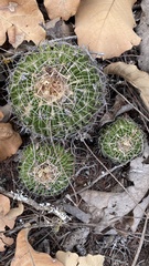 Echinofossulocactus lamellosus